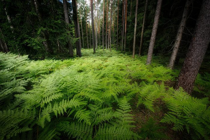 terapia w katowicach, wsparcie psychologiczne śląsk gestalt katowice, terapia w katowicach, psychoterapia online, terapia gestalt czy poznawczo-behawioralna, Małgorzata Rychert-Chudzik, terapia indywidualna w katowicach, terapia par, jaką terapię wybrać, jak wybrać psychoterapeutę, czy terapia gestalt jest dla mnie, psychologia humanistyczna, pracowania Jabłoń w katowicach opinie, ile kosztuje psychoterapia