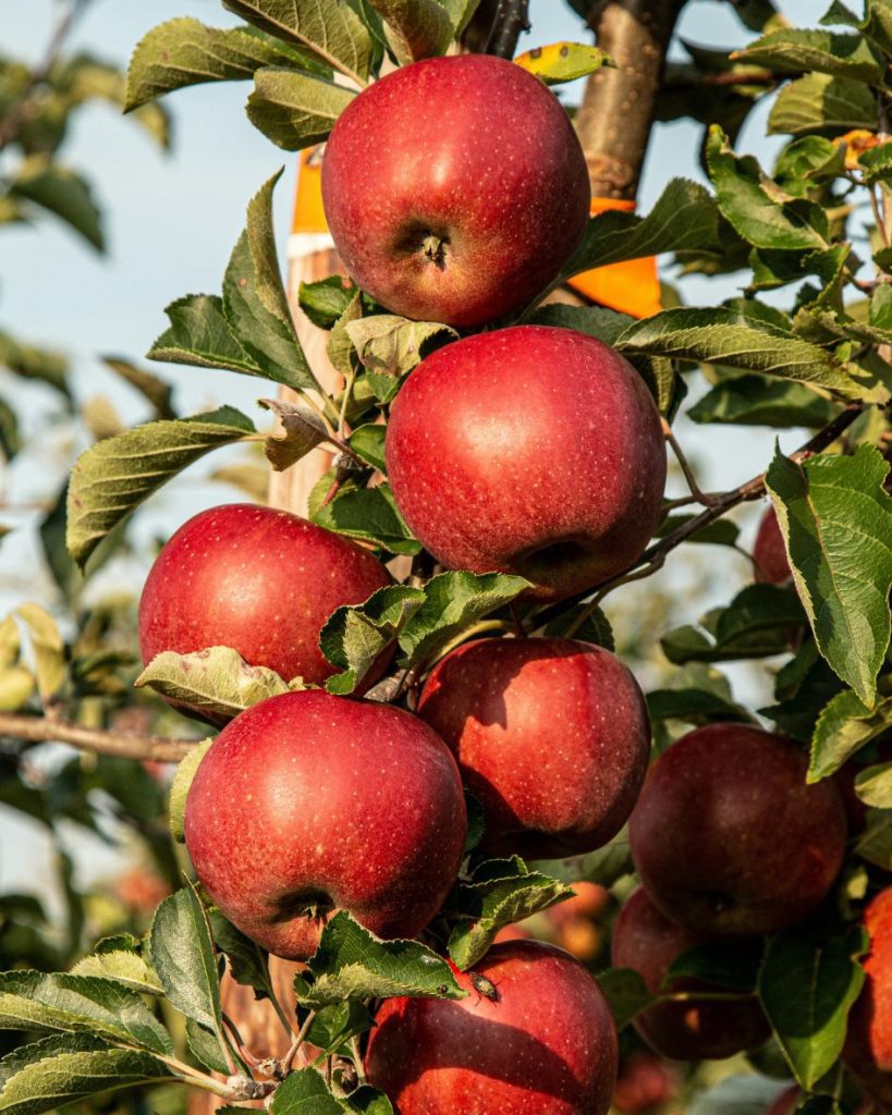 jaką terapie wybrać, dobry psychoterapeuta katowice, znany lekarz psychoterapeuta katowice, psycholog śląsk, gestalt na czym polega, terapia gestalt wady i zalety, Małgorzata Rychert-Chudzik, psychologia humanistyczna, pracownia Jabłoń katowice